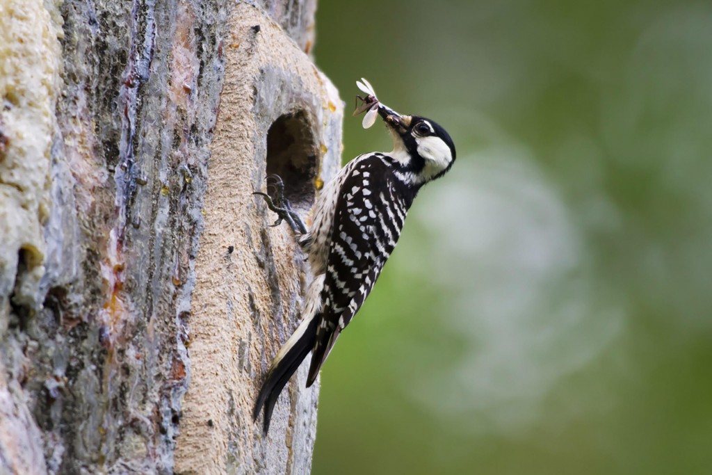 The red-cockaded woodpecker plays a vital ecosystem role in the Longleaf pine forest.