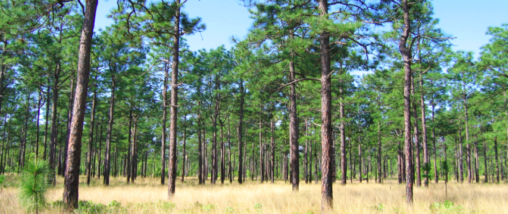 Longleaf pine forests are fire dependent. Without burning, they will disappear along with the plants and animals that live there, including carnivorous Venus flytraps that only grow in a small corner of the universe roughly 75 miles around Wilmington, and federally endangered red-cockaded woodpeckers. Controlled burning also removes fuel that could drive wildfires with the potential to harm people and structures.