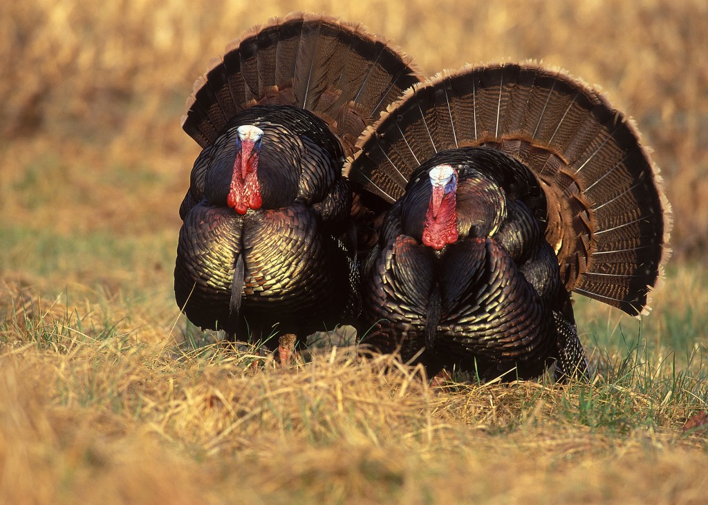 Wild Turkeys, by Tim Simos -- National Wild Turkey Federation