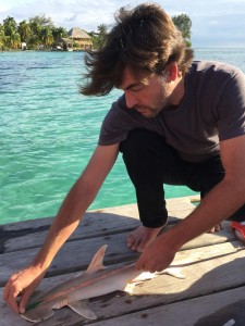Demian Chapman examines a specimen of what is believed to be an unidentified species of hammerhead shark. Credit: Florida International University  