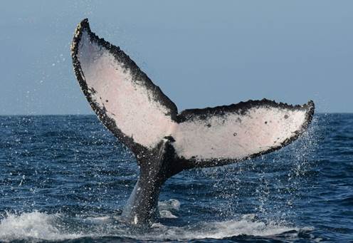 Panacetecea identifies individual whales by using photographs of their tail flukes, which allows the organization to track annual re-sight rates as well as migration to other areas. Photo: Panacetecea