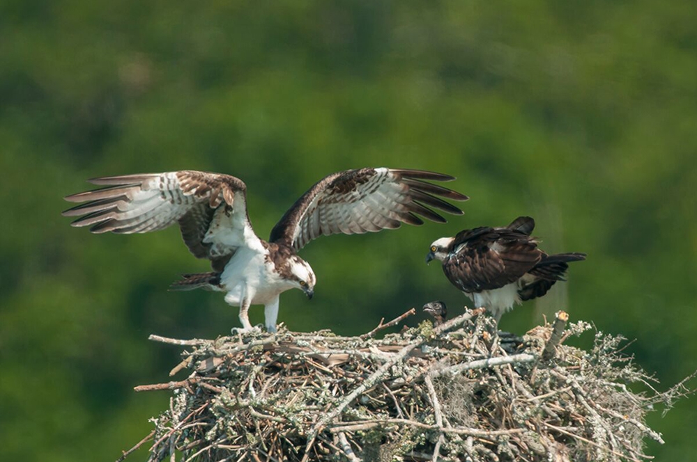 East coast Osprey populations are thriving, thanks to the efforts of land trust and coastal restoration partners.