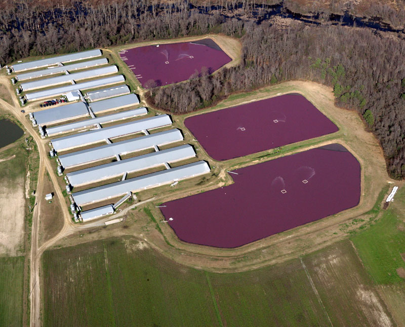 Hog manure lagoon in North Carolina. The toxic liquid in these cesspools is sprayed onto neighboring properties. 