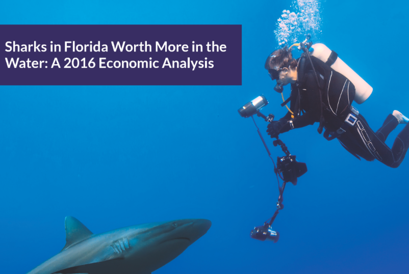 Direct expenditures from shark encounters in Florida alone contributed $221 million to the economy in 2016.