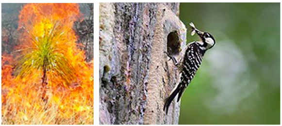 Photo 1: The Orton Foundation is committed to longleaf pine restoration in North Carolina by supporting best practices in forest health management, such as the application of prescribed burning. | Credit: Angie Carl, The Nature Conservancy North Carolina Photo 2: The Red-cockaded Woodpecker’s habitat –longleaf pines in the Southeast—was once shaped by the region’s frequent lightning fires. The species was listed as Endangered in 1970 after drastic decline of original habitat. | Credit: U.S. Fish and Wildlife Service
