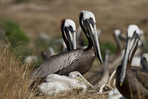 Brown Pelicans. Photo: Lindsay Addison/Audubon North Carolina 