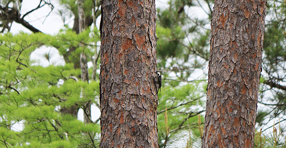 Red-cockaded woodpecker in longleaf pine stand | Credit: Matt Winter (NFWF)